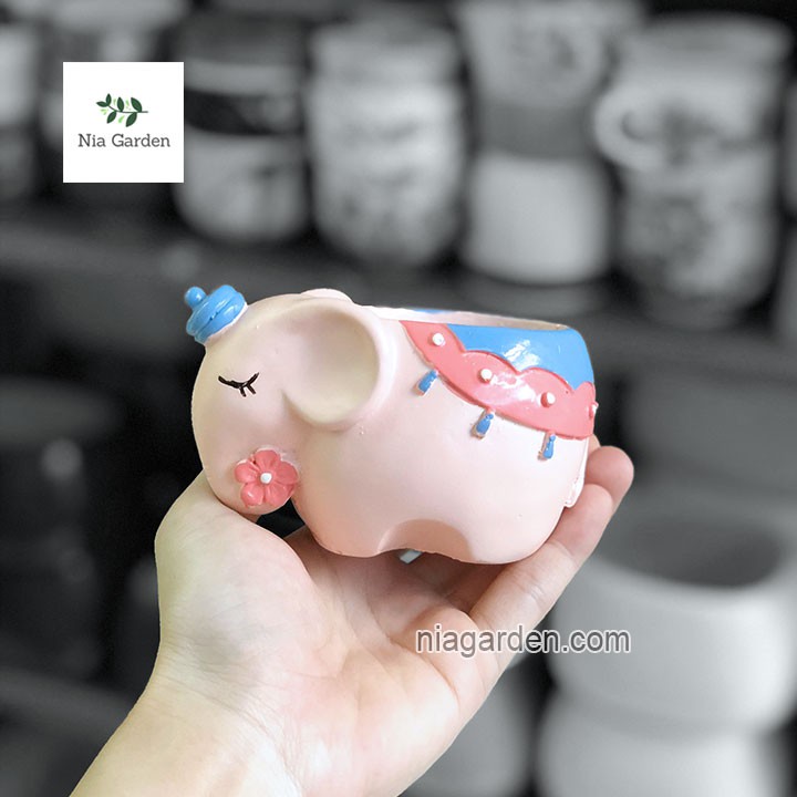 Chậu trồng cây voi hồng xanh trồng lá may mắn, xương rồng