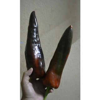 Hạt giống Ớt Cay Đen