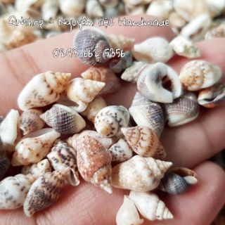 Vỏ ốc biển cỡ nhỏ