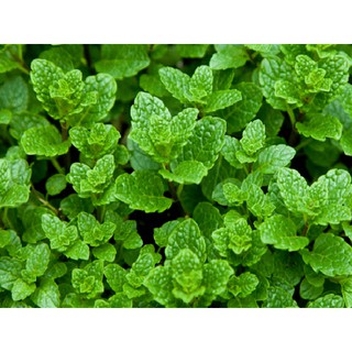 Hạt giống rau bạc hà - rau húng lủi