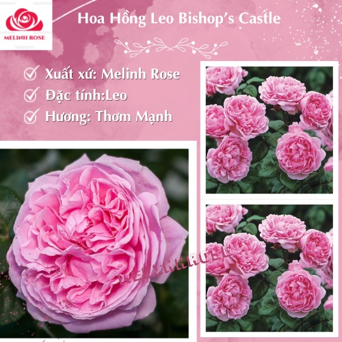 Hoa hồng Leo Bishop’s Castle rose  – Loài hoa được ưa chuộng nhất thị trường-Vườn Hoa Melinhrose