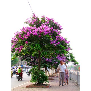 cây giống hoa bằng lăng tím thái cao trên 1m