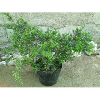 linh sam bụi lớn siêu bông