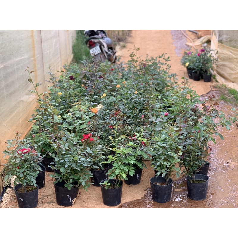 Cây hoa hồng bụi Yua màu hồng, cây nguyên chậu cao 50-60cm. thienan22916