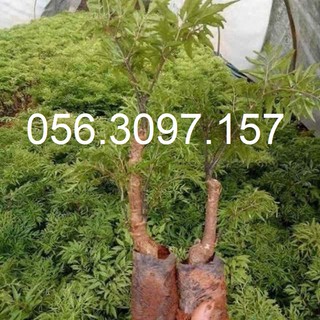 Cây Đinh Lăng Lá Nếp - Đại Học Nông Nghiệp 1