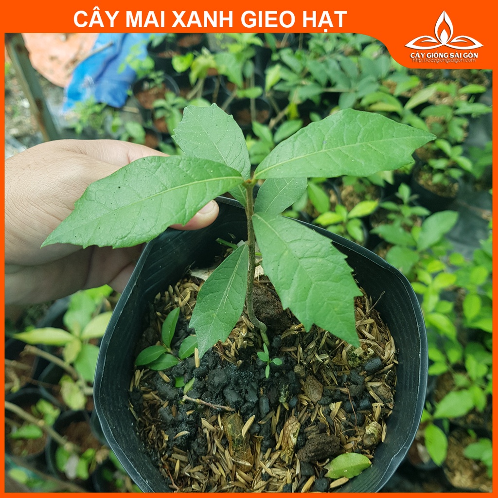 COMBO 3 GÓI HẠT HOA MAI XANH THÁI