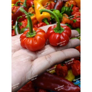 Hạt giống ớt Bí Red Pumpkin / Purple Pumpkin