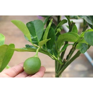 Cây Bưởi da xanh