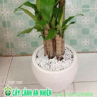 Chậu Cây Thiết Mộc Lan Cao 1m