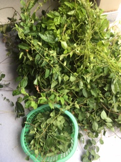 Lá Giang khô (200g/ bịch)