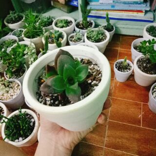 Combo 6 chậu xương rồng