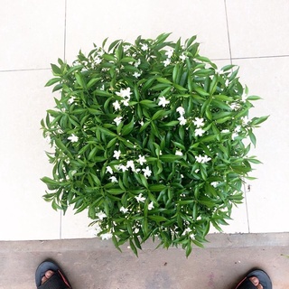 Cây giống mai vạn phúc