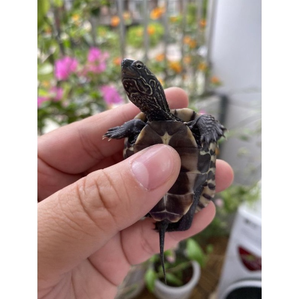 Hồ cá cá cảnh rùa cảnh thú cưng cho bé