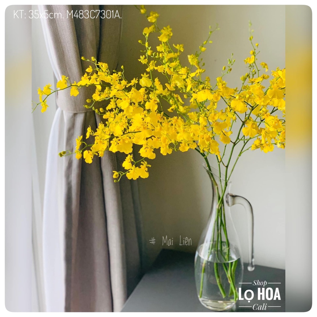 Lọ hoa Queenland - Bình Ly Nhập Khẩu