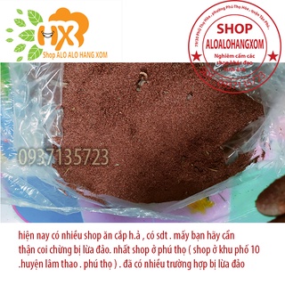 hạt giống cây tràm úc -500 gram