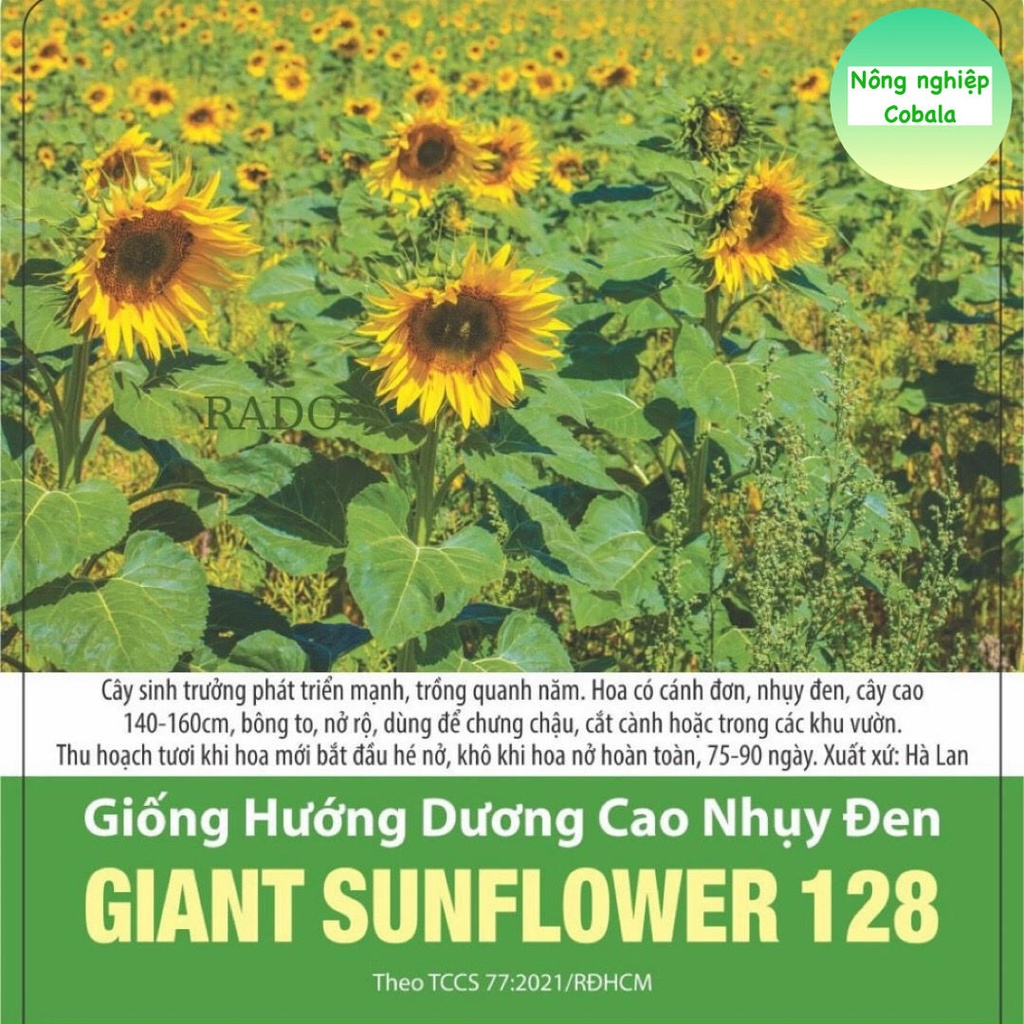 Hạt Giống Hướng Dương Cao Nhụy Đen (128) 1gr