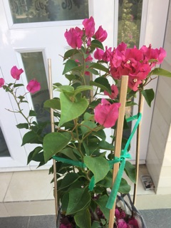 Cây hoa giấy đỏ siêu hoa ảnh thiệt