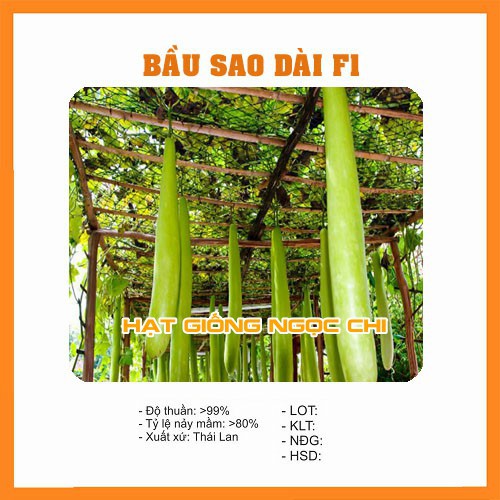 Hạt Giống Bầu Sao Dài F1 - 10 Hạt