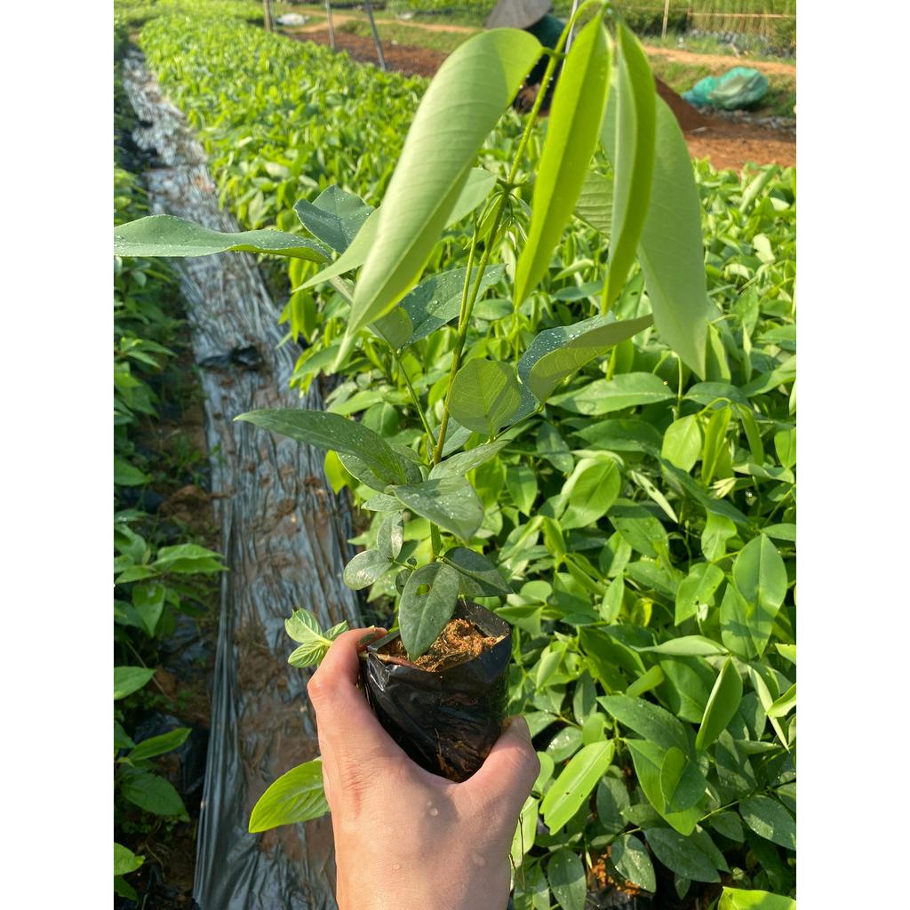 Cây giống muồng Hoàng Yến cây cao 25-35cm