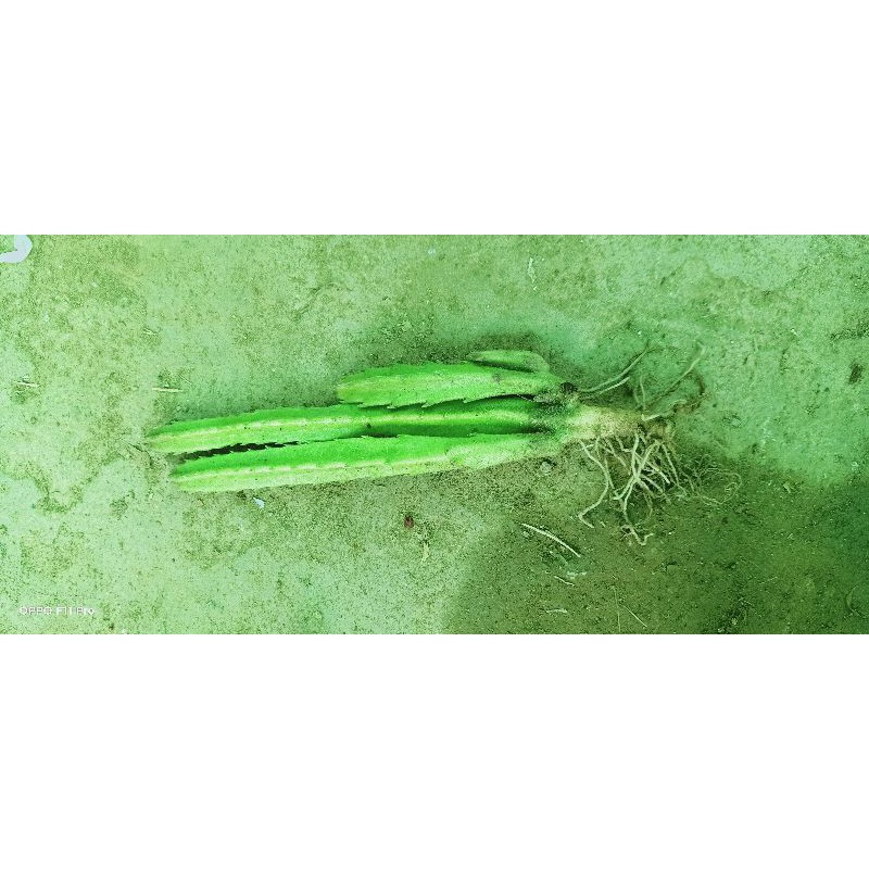 Xương rồng sao 00