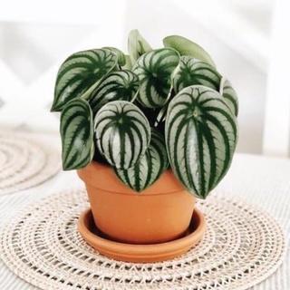 Cây lá sọc dưa - cây lá dưa hấu - Watermelon Peperomia