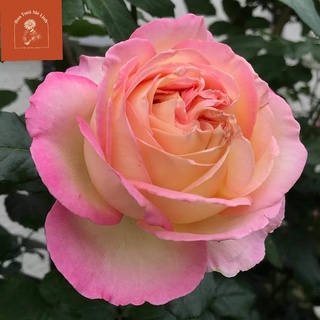 Siêu Phẩm Hoa hồng ngoại Aube Rose -HoaTuoiMeLinh