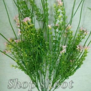 Cỏ điểm Hoa sam tai chuột