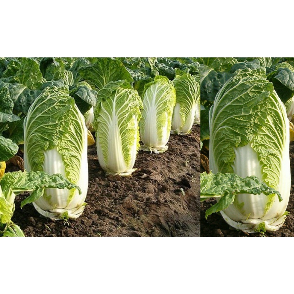 Deal 1K - 5 Hạt Giống Cải Thảo Phú Nông Dễ Trồng.