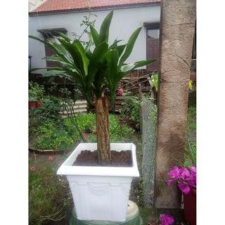 Chậu vuông hoa văn cao cấp V36 (360x360x300)