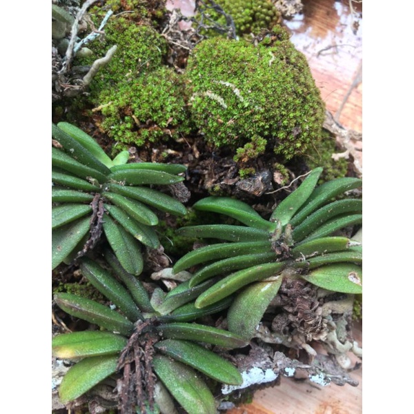 Hoa lan Trứng bướm cây to 5-6 cặp lá 50k