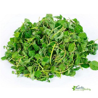 10g Hạt giống Rau dền cơm XTRA
