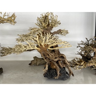 Lũa bonsai cho bể thủy sinh