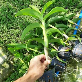 Hoa lan denro nắng tai thỏ