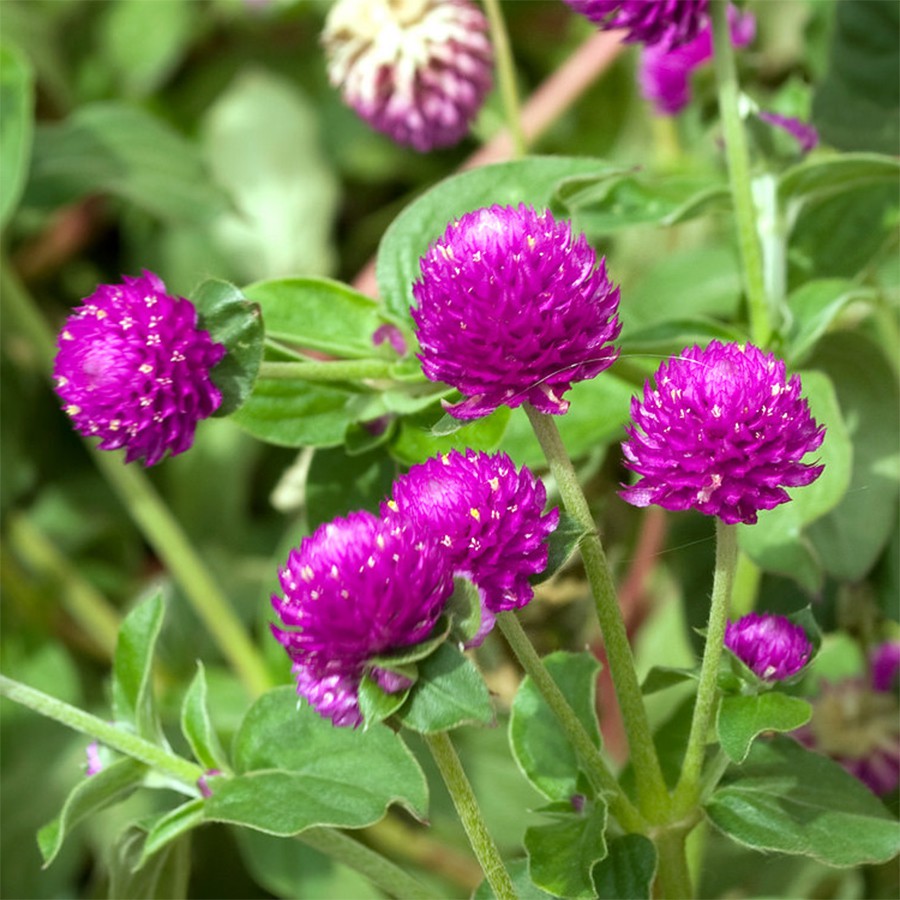 [Gói 150 hạt] Hạt Giống Hoa Bách Nhật Tím F1 Loại Siêu Dễ Trồng, Hoa Nở Đẹp Tặng kèm Hướng Dẫn Trồng