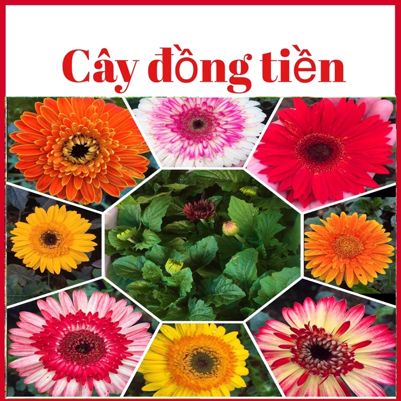 Cây hoa đồng tiền cao và lùn sẵn nụ ( màu giao ngẫu nhiên)