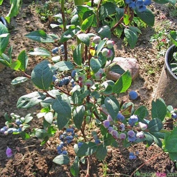 71a Hạt giống Việt quất  ĐẾN MÙA