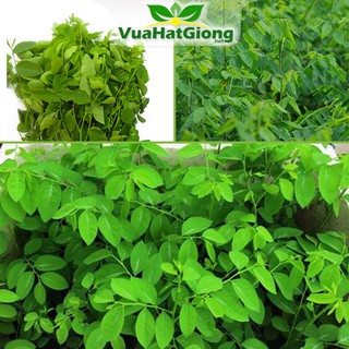 Hạt Giống Rau Ngót Dễ Trồng, Năng Suất Cao