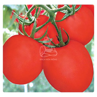 Hạt giống cà chua f1 phú nông 209
