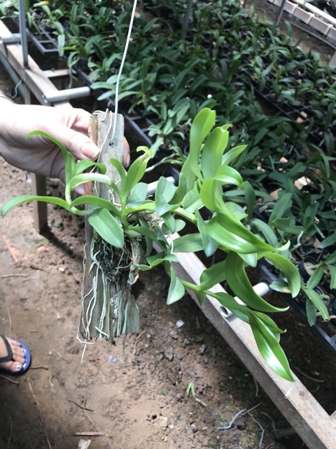 Phi Điệp Nhiều Màu - Giao Ngẫu Nhiên - Ghép Bảng Sẳn