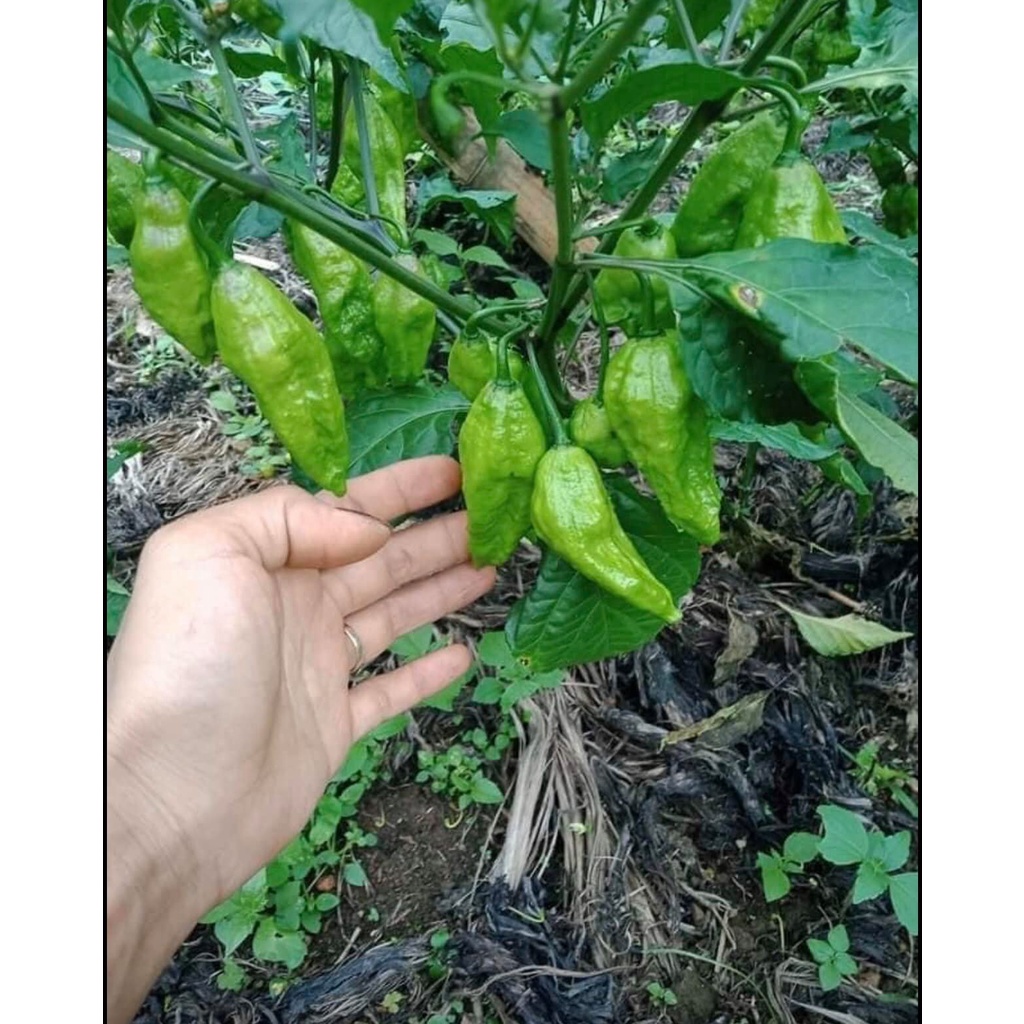 Hạt giống ớt cay nhất Việt Nam  nảy mầm 99%