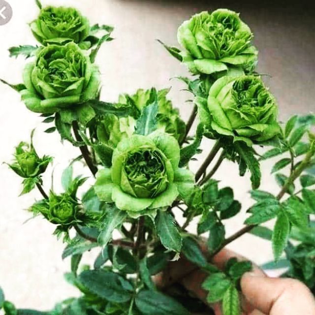 Hoa hồng xanh