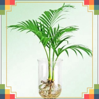 [HOT] Dung dịch thủy canh kiểng TRIMIX-DT 100ml