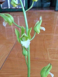 Địa lan
