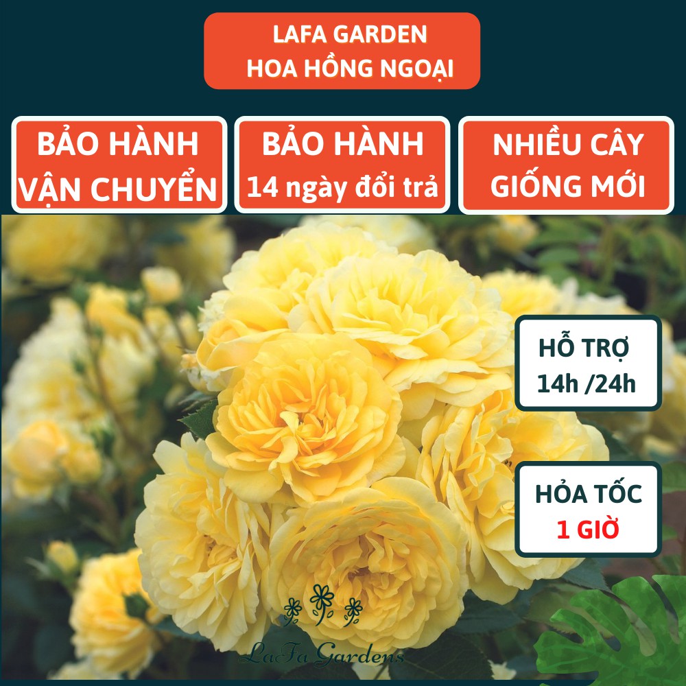 Cây giống hoa hồng leo kích thước( 45-60cm), tùy chọn màu, đỏ, cam, vàng, đỏ sọc, hồng