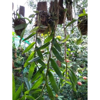 hoa phong lan phi điệp tím thái