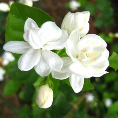 Nước Hoa Nam 50ml Nhóm Hương Thơm Gió Biển Bạc Hà Tươi Mát | BigBuy360 - bigbuy360.vn