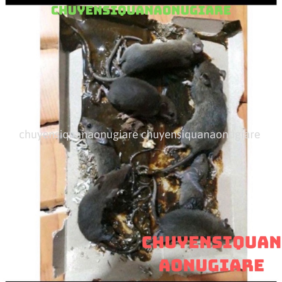 Keo dính chuột siêu dính Minh Phương kaca chuyensiquanaonugiare