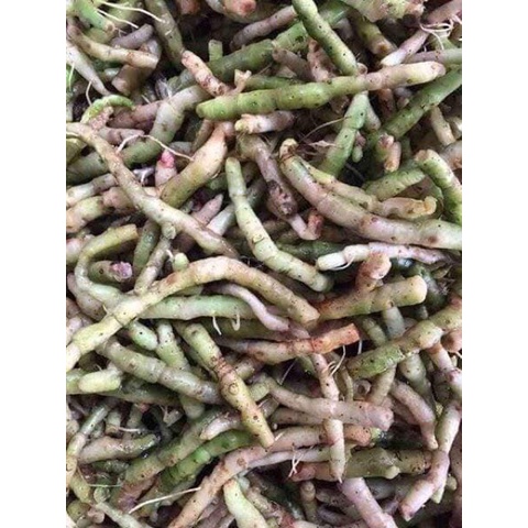 Rễ tứn khửn tươi 1kg hàng loại 1