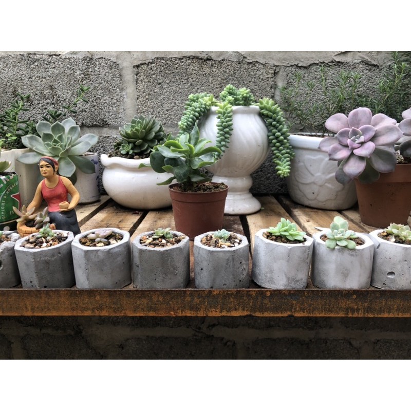 combo 10 chậu xi măng mini trồng sen đá