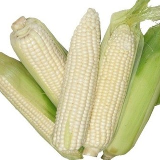 100G - Hạt Giống Bắp Nếp Nù